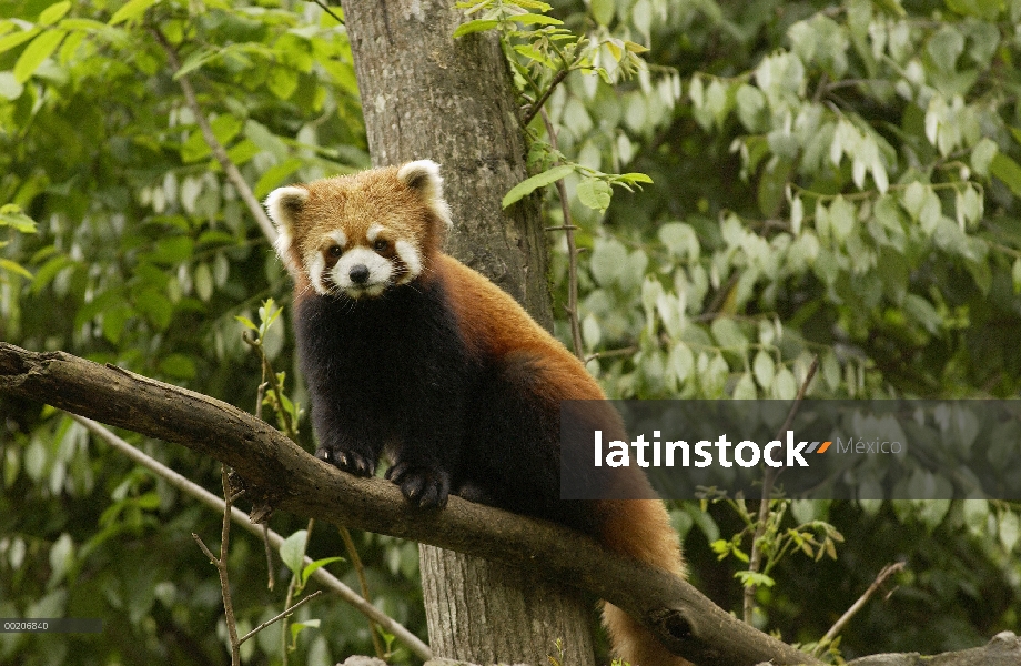 Oso Panda menor (Ailurus fulgens) en un árbol en la conservación de China y el centro de investigaci