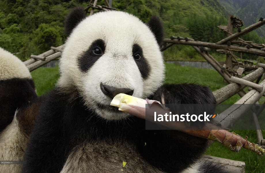 Panda gigante (Ailuropoda melanoleuca) cerca de Panda joven aprendiendo a comer bambú, en la conserv