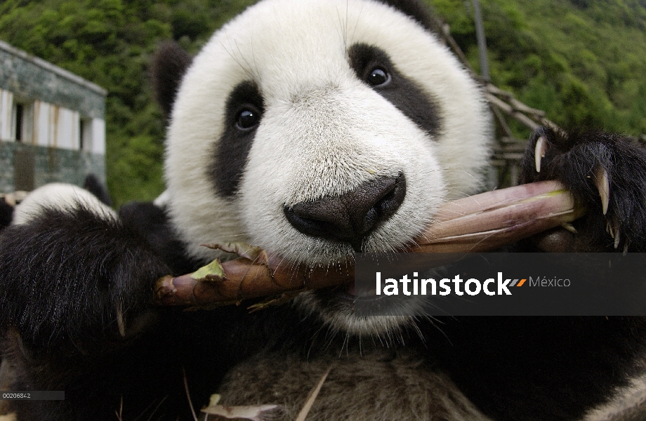 Panda gigante (Ailuropoda melanoleuca) cerca de Panda joven aprendiendo a comer bambú, en la conserv