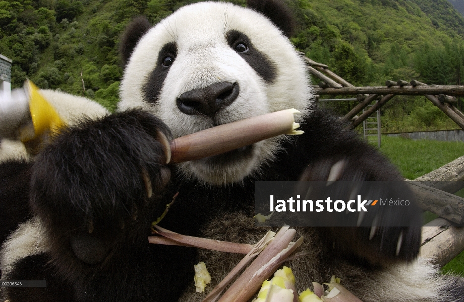 Panda gigante (Ailuropoda melanoleuca) cerca de Panda joven aprendiendo a comer bambú, en la conserv