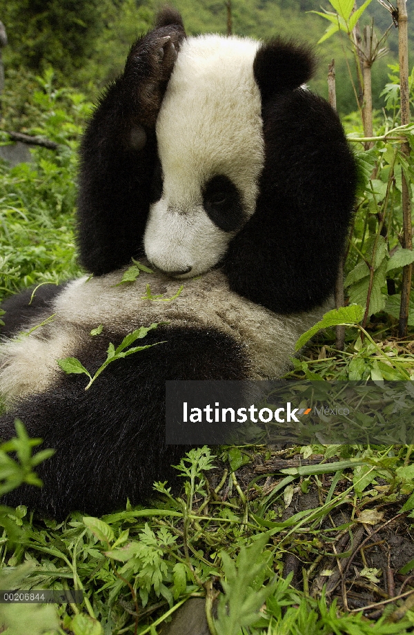 Panda gigante (Ailuropoda melanoleuca) Panda joven tendido en la hierba con las patas encima de su c