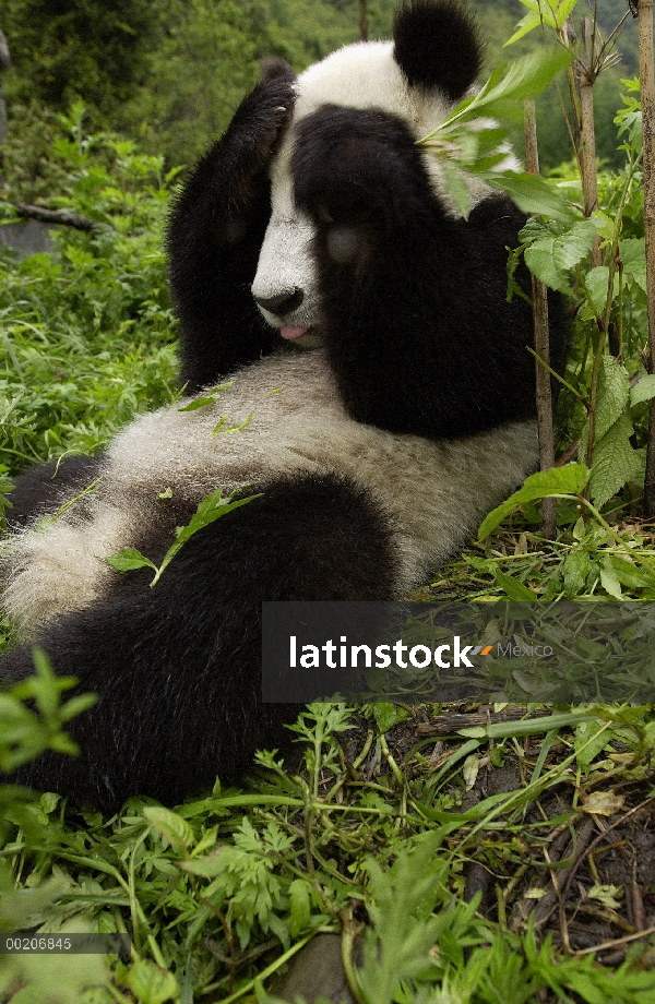 Panda gigante (Ailuropoda melanoleuca) Panda joven tendido en la hierba con las patas sobre sus ojos