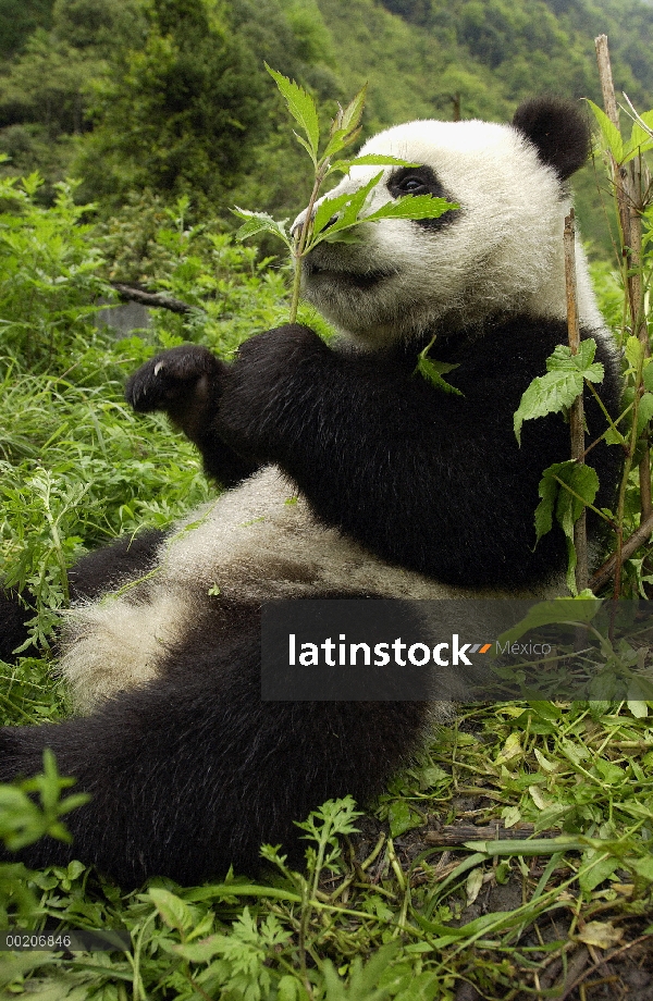 Panda gigante (Ailuropoda melanoleuca) en la conservación de China y el centro de investigación para