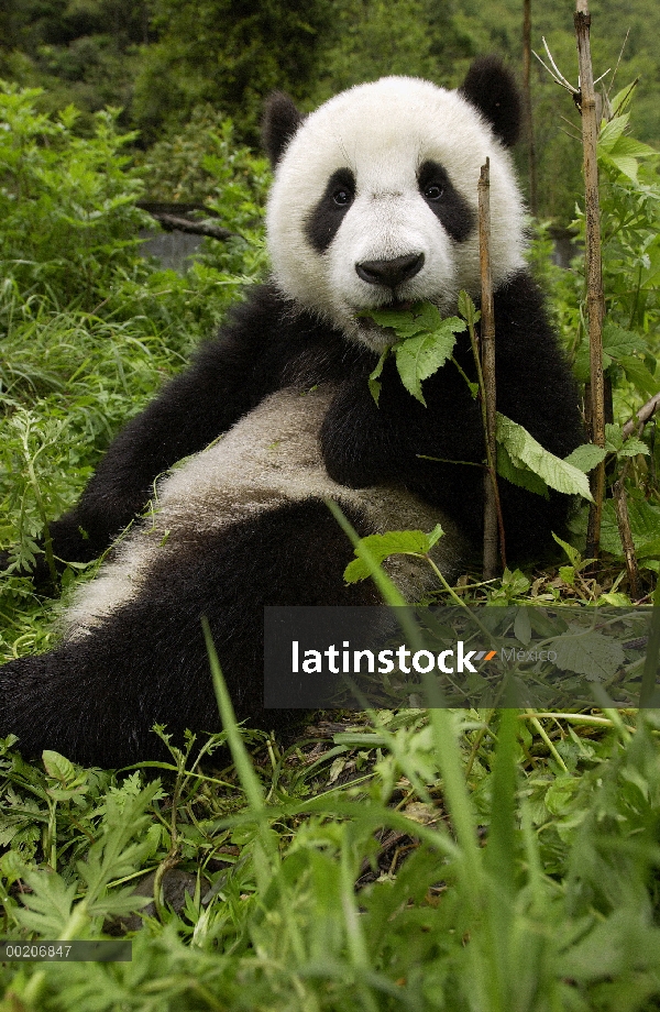 Cachorro de Panda gigante (Ailuropoda melanoleuca) descansar en tierra comiendo vegetación en la con