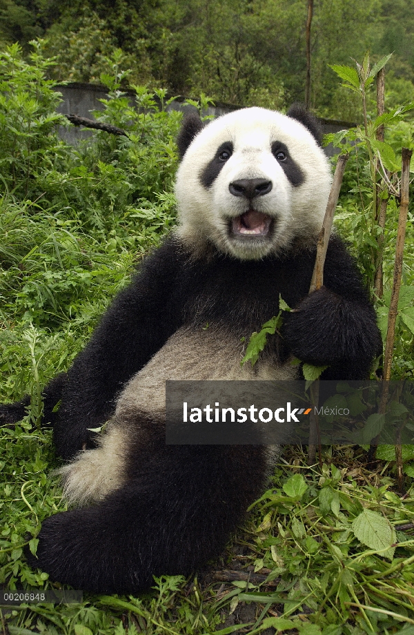 Cachorro de Panda gigante (Ailuropoda melanoleuca) llamado Xiao Lei Lei en el centro de investigació