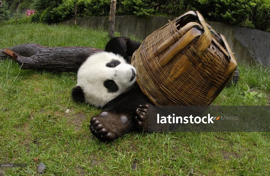 Panda gigante (Ailuropoda melanoleuca) joven Panda jugando con cesta, en la conservación de China y 