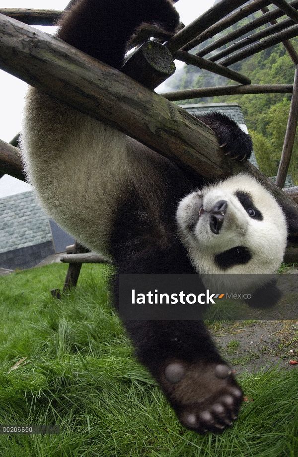 Panda gigante (Ailuropoda melanoleuca) Panda joven colgando de la estructura en la conservación de C