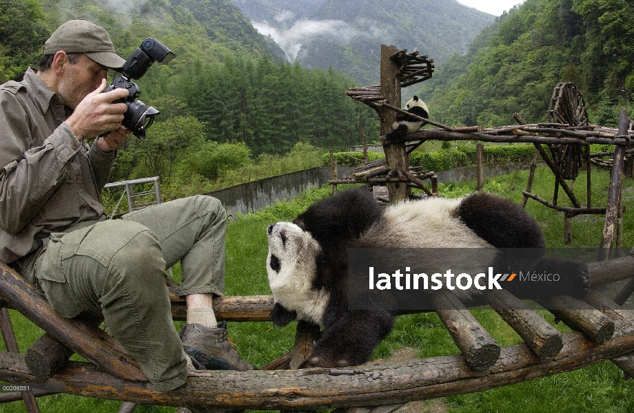 Panda gigante (Ailuropoda melanoleuca), fotografiada por Gerry Ellis en la conservación de China y e