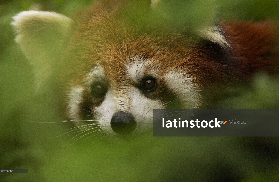 Oso Panda menor (Ailurus fulgens) a través de follaje en la conservación de China y el centro de inv