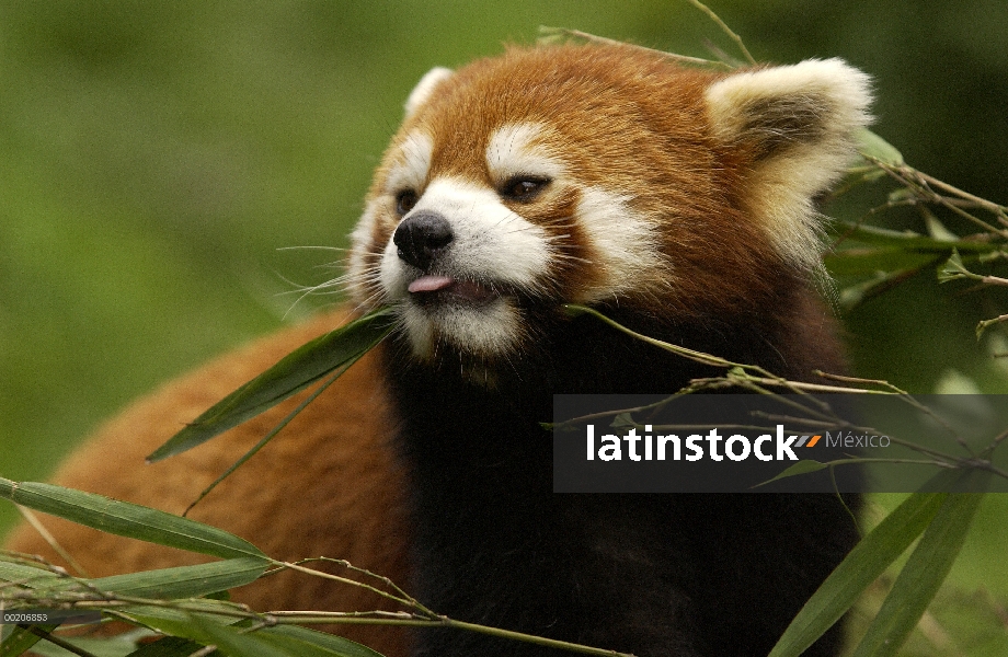 Retrato oso Panda menor (Ailurus fulgens) en la conservación de China y el centro de investigación p