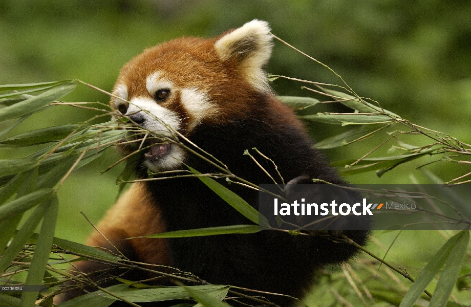 Retrato oso Panda menor (Ailurus fulgens) entre bambú deja en el centro de investigación para el Pan