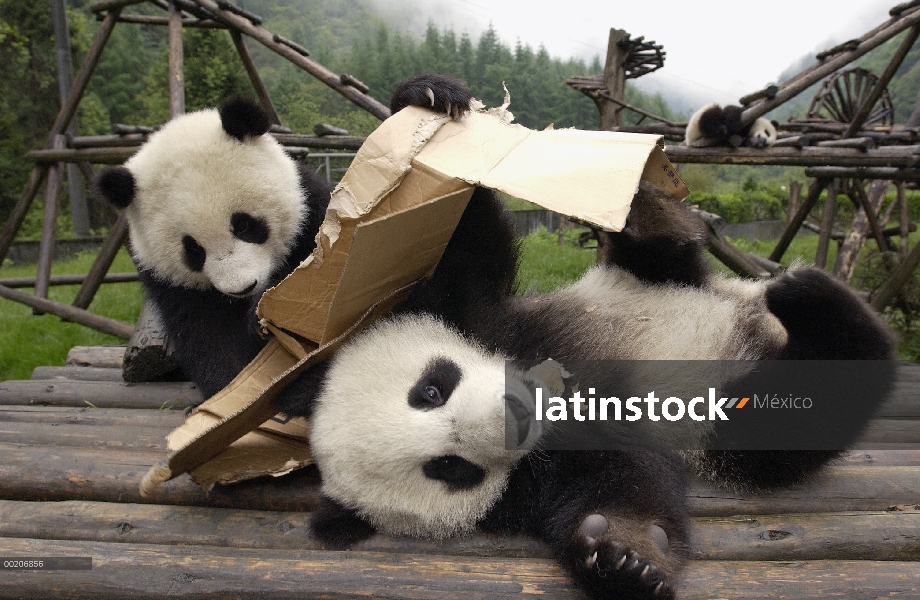 Panda gigante (Ailuropoda melanoleuca) pareja de Pandas jóvenes jugando con caja de cartón en la con