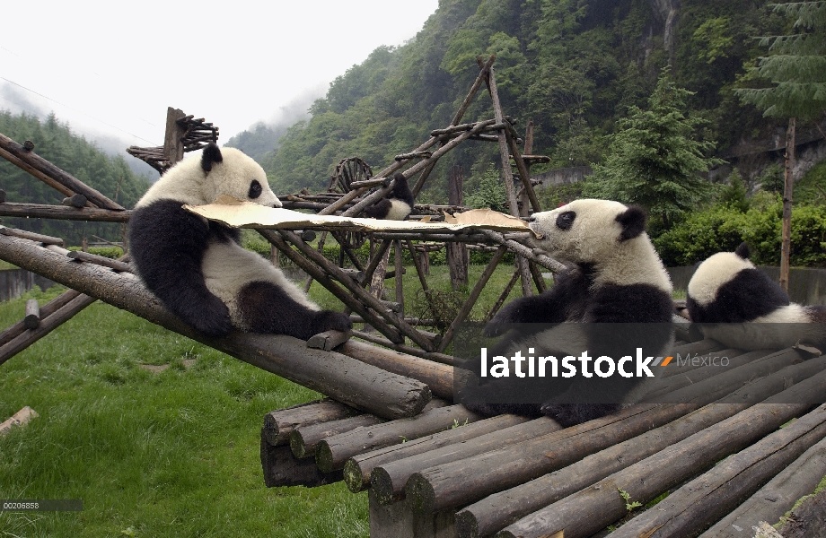 Panda gigante (Ailuropoda melanoleuca) pareja de Pandas jóvenes jugando con caja de cartón en la con