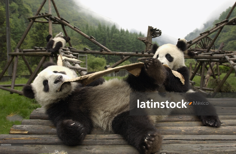 Panda gigante (Ailuropoda melanoleuca) pareja de Pandas jóvenes jugando con caja de cartón en la con