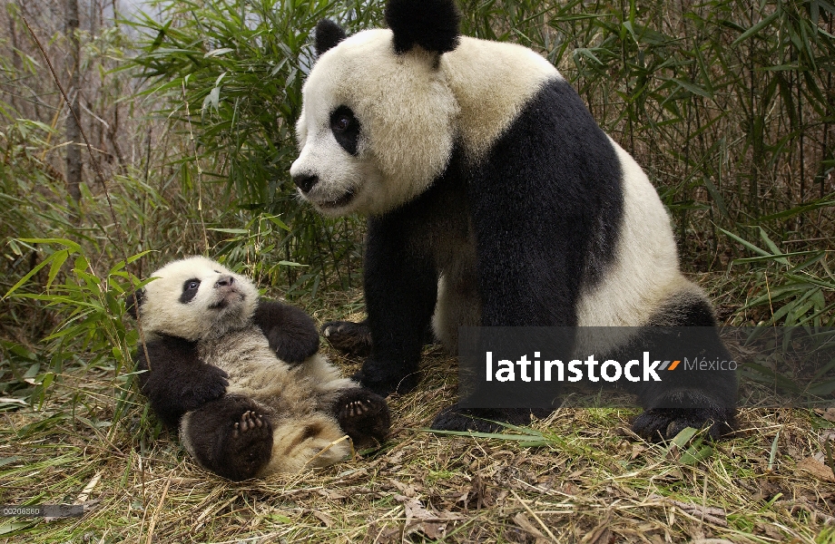 Panda gigante (Ailuropoda melanoleuca) adulto y bebé en el bosque de bambú en la conservación de Chi