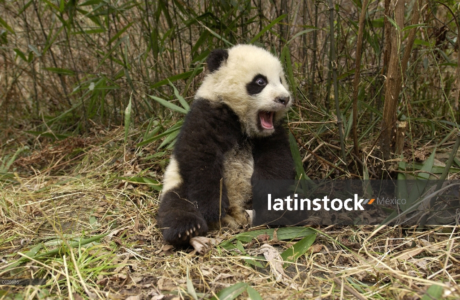 Bebé Panda gigante (Ailuropoda melanoleuca) sentado en el suelo en bosque de bambú en la conservació