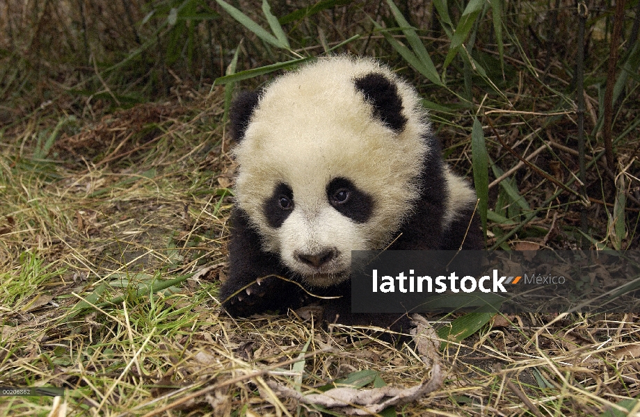 Bebé Panda gigante (Ailuropoda melanoleuca) en suelo en bosque de bambú en la conservación de China 