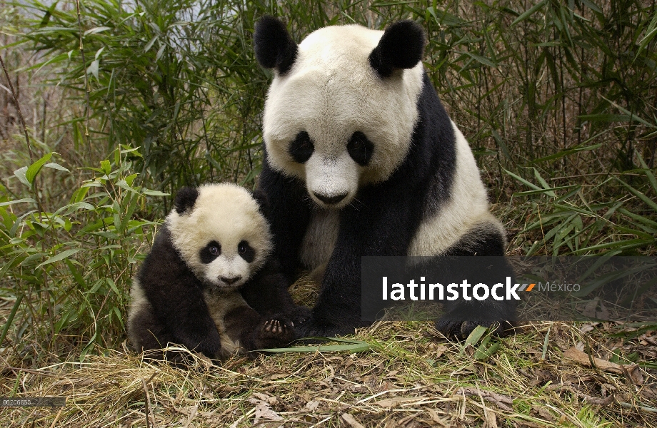 Panda gigante (Ailuropoda melanoleuca) adulto y bebé en el bosque de bambú en la conservación de Chi