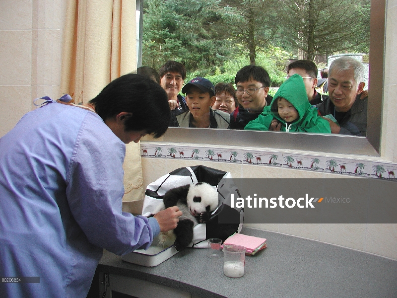 Bebé Panda gigante (Ailuropoda melanoleuca) y el care-taker siendo observado a través de la ventana 