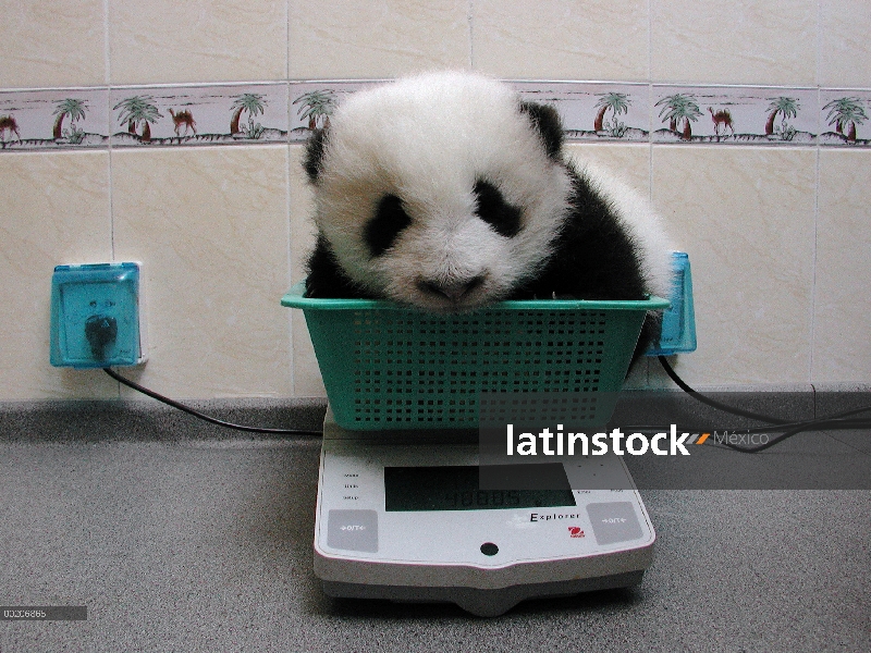 Panda gigante (Ailuropoda melanoleuca) bebé que pesó en una escala en la conservación de China y el 