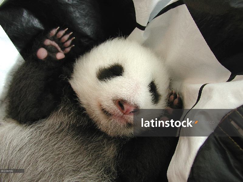 Bebé Panda gigante (Ailuropoda melanoleuca) en la conservación de China y el centro de investigación