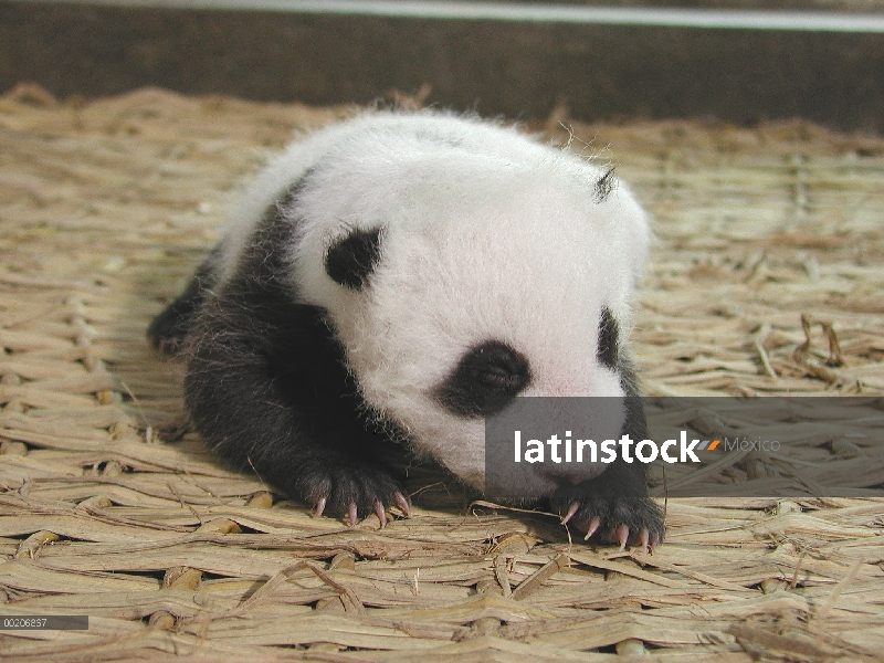 Bebé Panda gigante (Ailuropoda melanoleuca) en la conservación de China y el centro de investigación