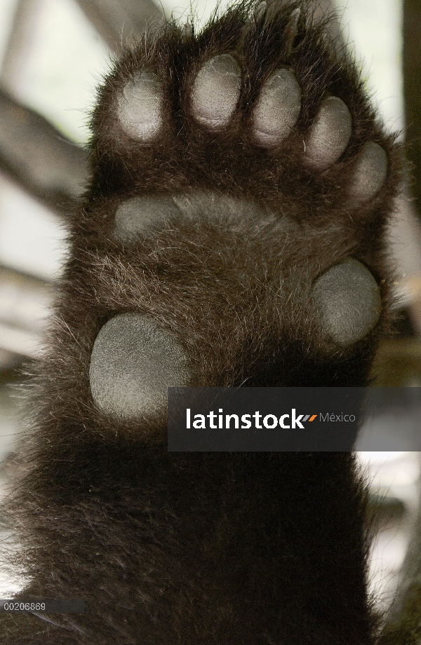 Panda gigante (Ailuropoda melanoleuca) detalle de la parte inferior de la pata, conservación de Chin