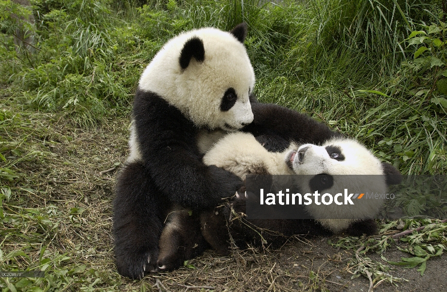 Dos cachorros de Panda gigante (Ailuropoda melanoleuca) en la conservación de China y el centro de i