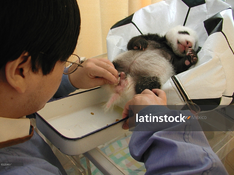 Investigador del Panda gigante (Ailuropoda melanoleuca) estimular el bebé para eliminar, conservació