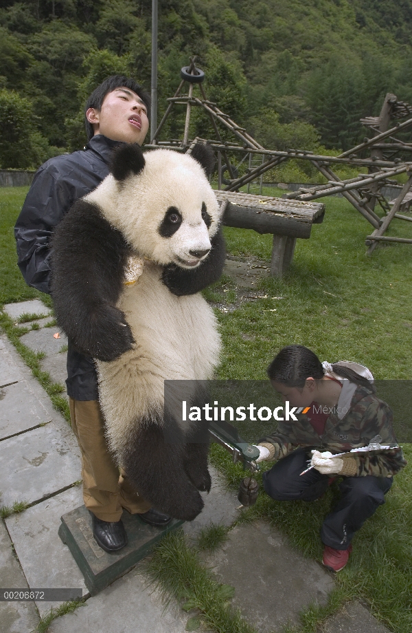 Panda gigante (Ailuropoda melanoleuca) bebé que pesó por investigadores de la conservación de China 