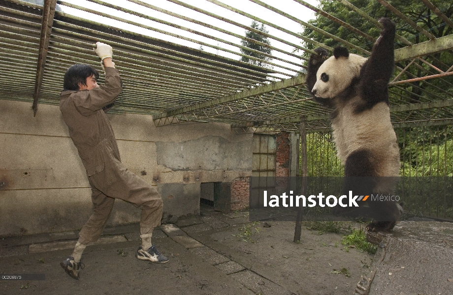 Investigador del Panda gigante (Ailuropoda melanoleuca) y bebé jugando en la conservación de China y