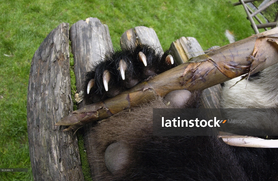 Panda gigante (Ailuropoda melanoleuca) detalle de la pata del cub mostrando las uñas, un brote de ba