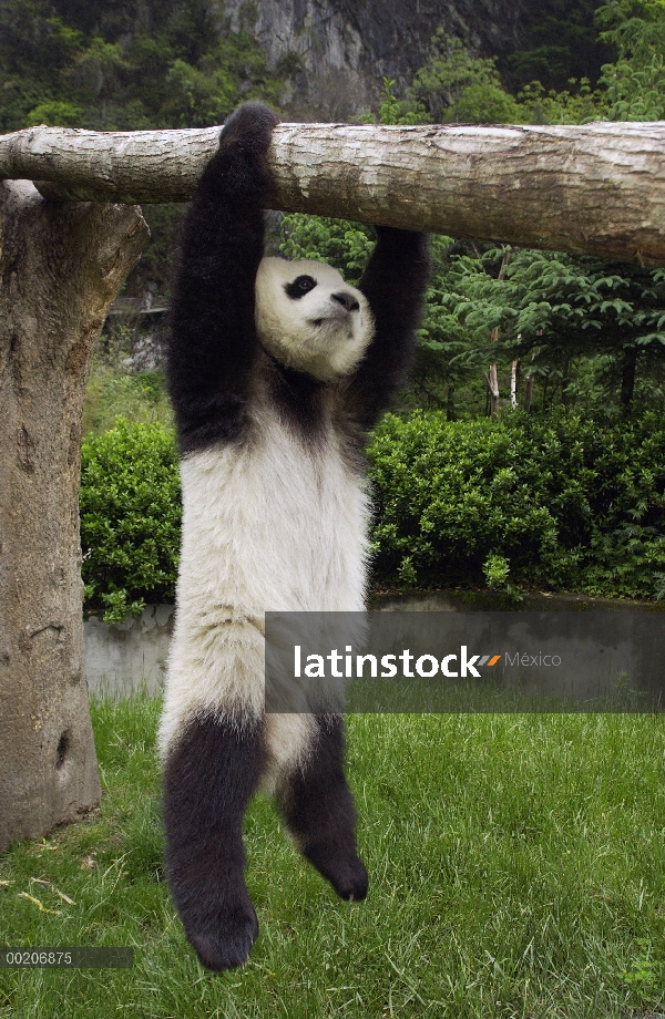 Panda gigante (Ailuropoda melanoleuca) Panda joven colgado de árbol en la conservación de China y el