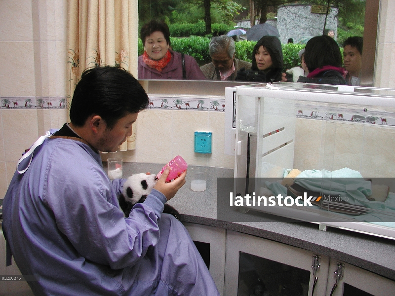 Bebé Panda gigante (Ailuropoda melanoleuca) alimentada con una botella por care-taker, miró por la v