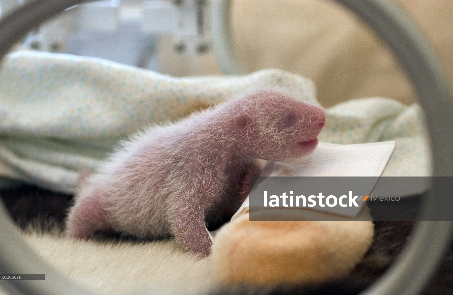 Panda gigante (Ailuropoda melanoleuca) seis días de viejo niño en vivero en el centro de investigaci