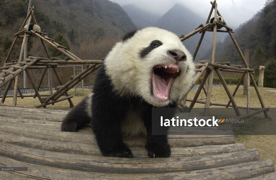 Vocalizar de Panda gigante (Ailuropoda melanoleuca) y el de estructura, reserva natural de Wolong, C