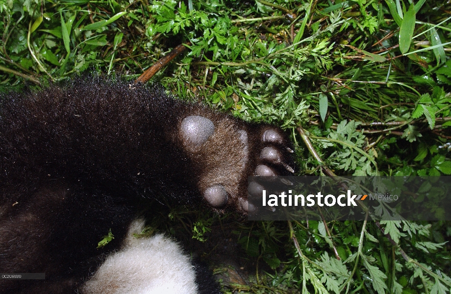 Panda gigante (Ailuropoda melanoleuca) detalle de la parte inferior de la pata del cub, conservación