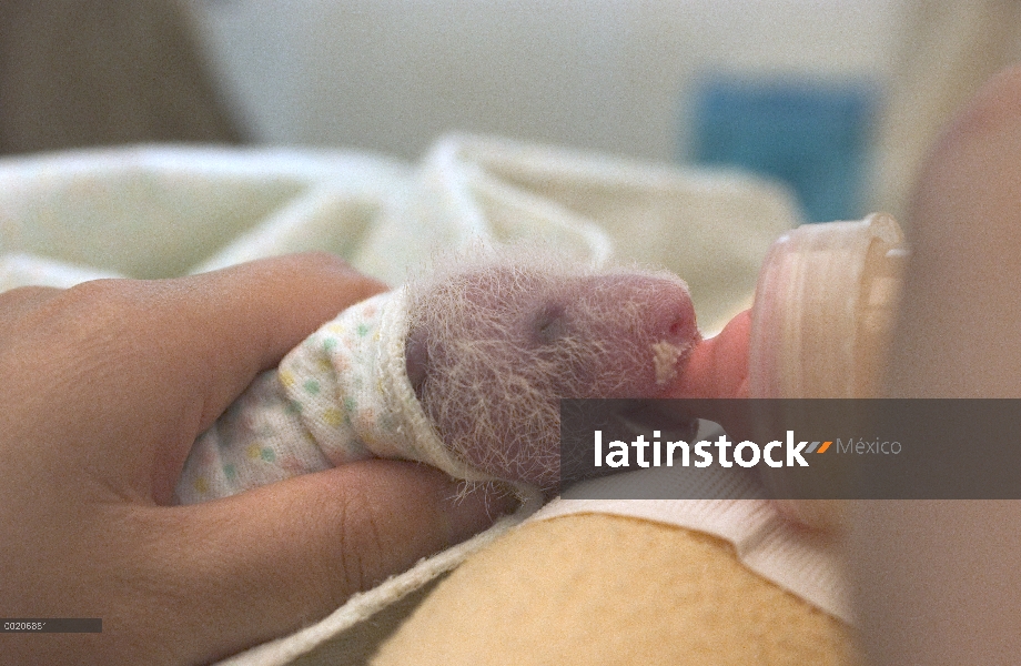 Panda gigante (Ailuropoda melanoleuca) siete días de viejo niño siendo alimentada con una botella en