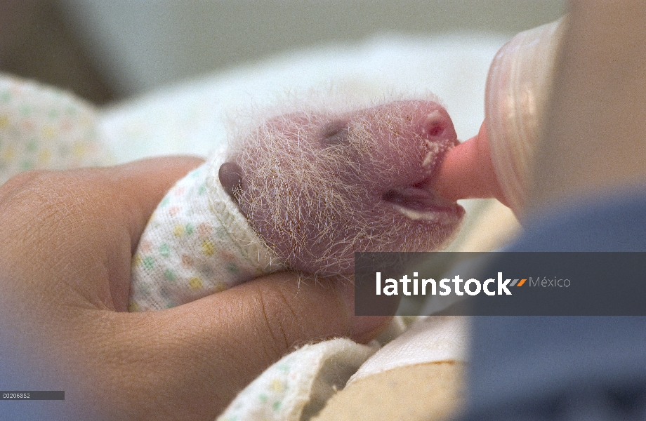 Panda gigante (Ailuropoda melanoleuca) ocho días de viejo niño siendo alimentada con una botella en 