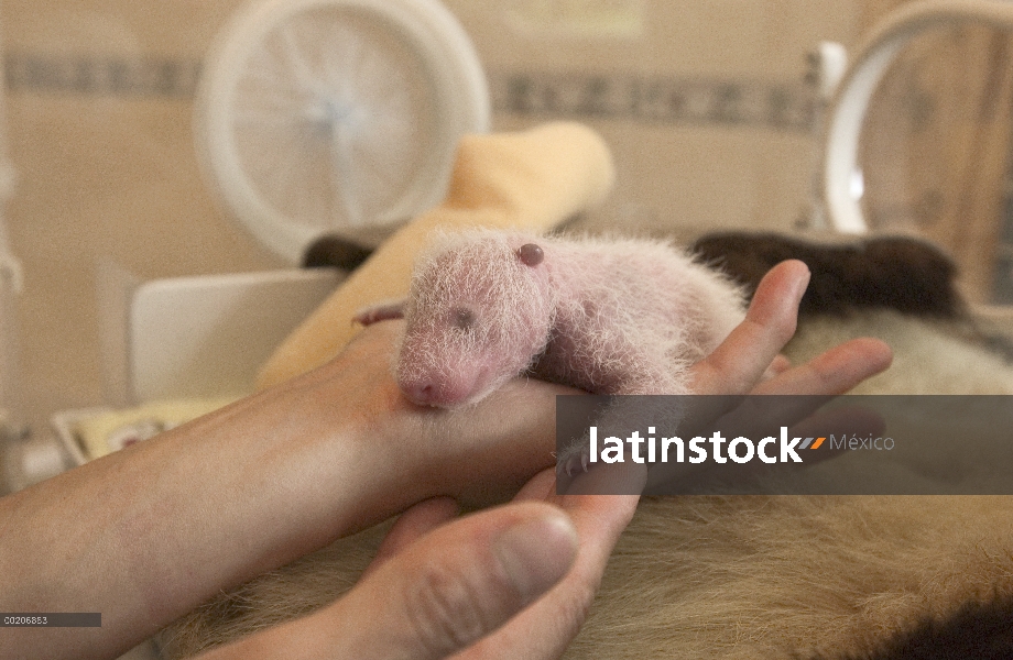 Panda gigante (Ailuropoda melanoleuca) ocho días de viejo niño en mano de los investigadores en la c