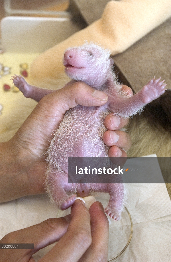 Investigador del Panda gigante (Ailuropoda melanoleuca) estimular el bebé para eliminar, conservació