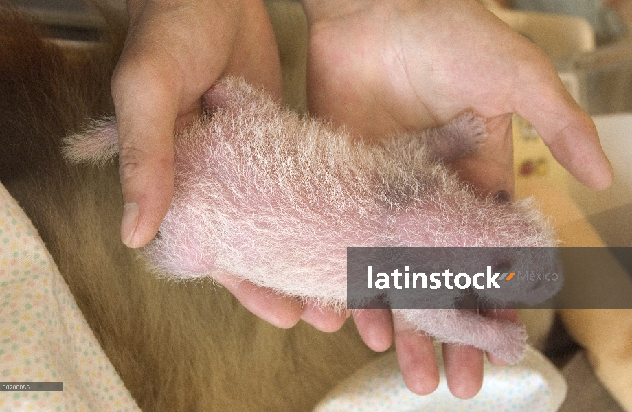 Panda gigante (Ailuropoda melanoleuca) 32 día de viejo niño en mano de los investigadores en la cons