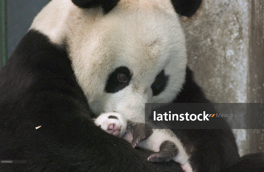 Panda gigante (Ailuropoda melanoleuca) madre y su cachorro en la conservación de China y el centro d