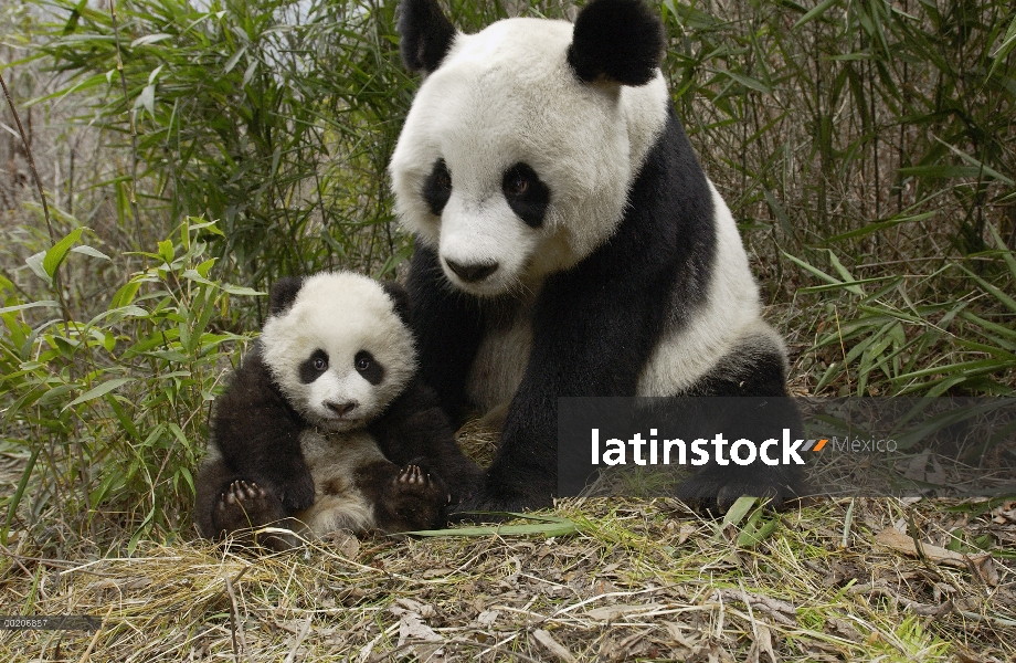 Panda gigante (Ailuropoda melanoleuca) madre y su cachorro en la conservación de China y el centro d