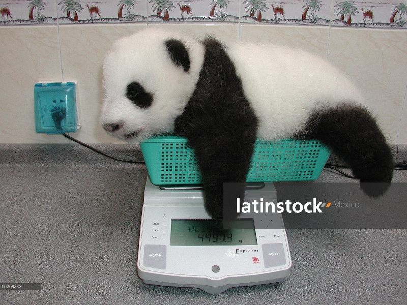 Panda gigante (Ailuropoda melanoleuca) bebé que pesó en una escala en la conservación de China y el 