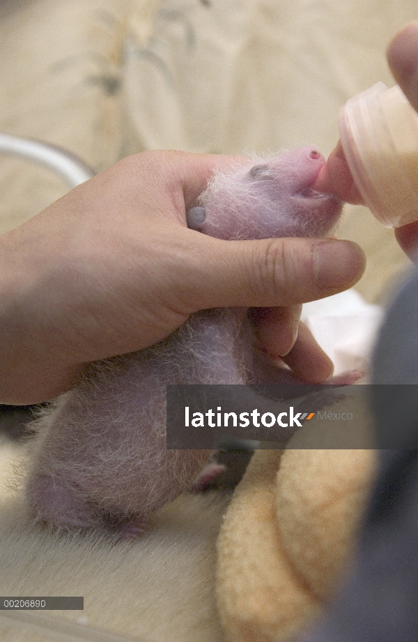 Panda gigante (Ailuropoda melanoleuca) niño 11 días de edad alimentada con una botella en la conserv