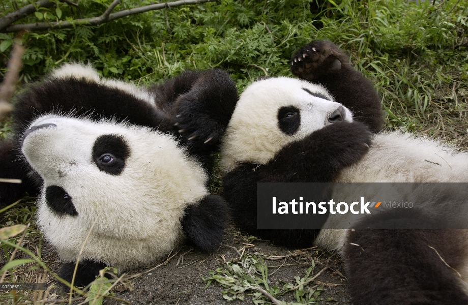 Panda gigante (Ailuropoda melanoleuca) pareja de Pandas jóvenes jugando en la conservación de China 