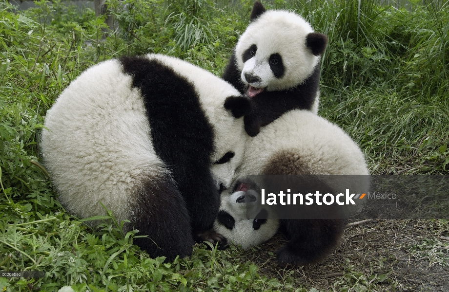 Panda gigante (Ailuropoda melanoleuca) tres Pandas jóvenes jugando en la conservación de China y el 