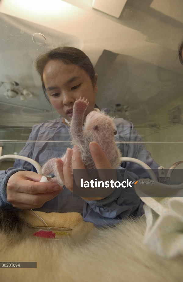 Panda gigante (Ailuropoda melanoleuca) recién nacido por Hu Hai Ping en la conservación de China y e