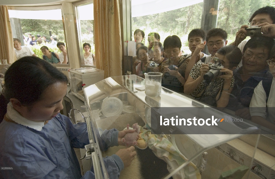 Bebé Panda gigante (Ailuropoda melanoleuca) cuidado por Hu Hai Ping mientras que reloj de los turist